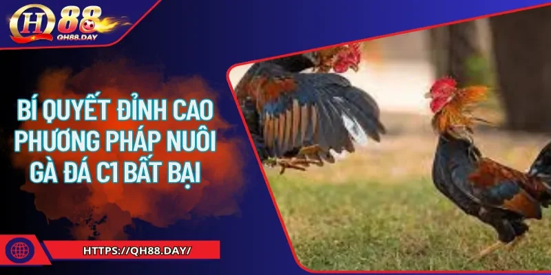 phương pháp nuôi gà đá C1