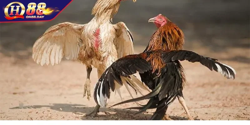 Các bí quyết đá gà tăng tỷ lệ thắng