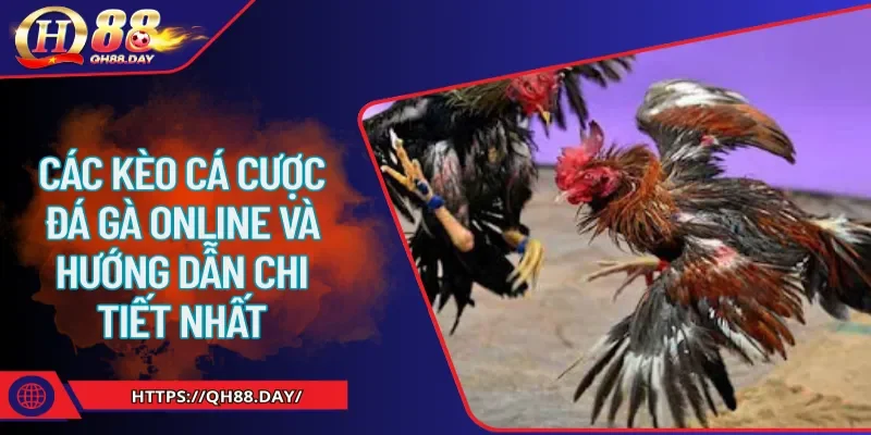 các kèo cá cược đá gà