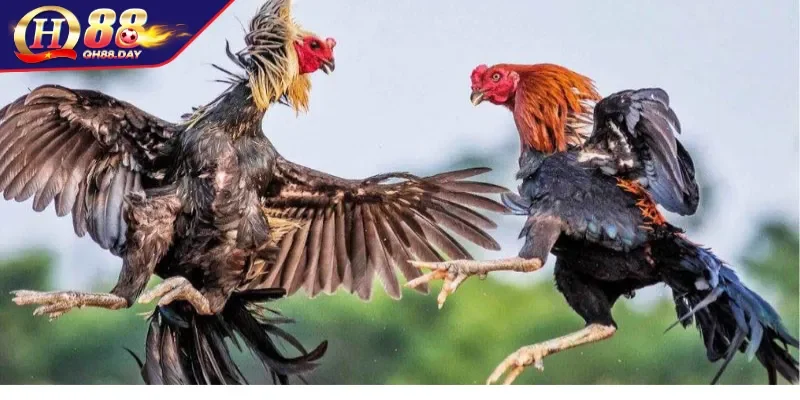 Điểm danh những kiểu đá gà thu hút