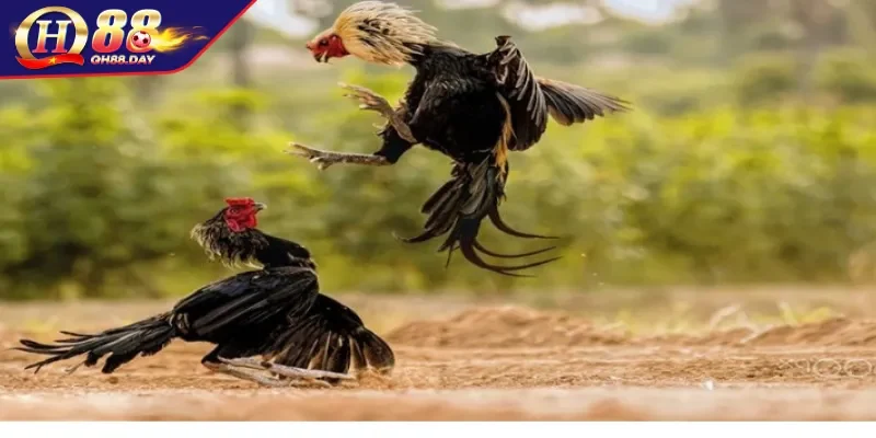 Giải mã danh xưng gà đá C1 trong cá cược