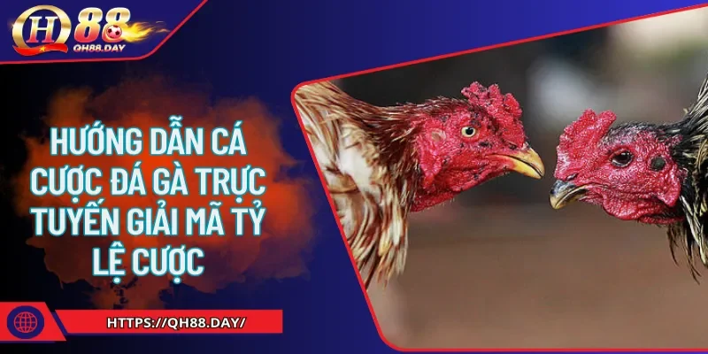 hướng dẫn cá cược đá gà trực tuyến