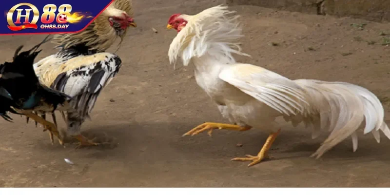 Khái quát chung về đá gà trực tuyến