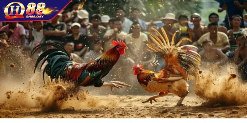 Thời điểm vàng để bắt đầu huấn luyện gà